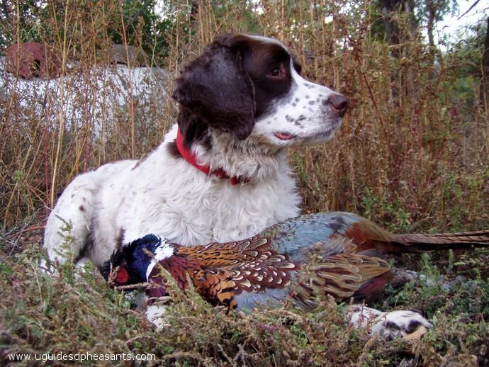 Pheasant Hunting Photo